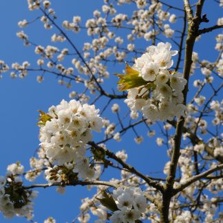 So. 03.05.2026 Happy Sunday - Das Sonntagsessen mit Familie & Freunden