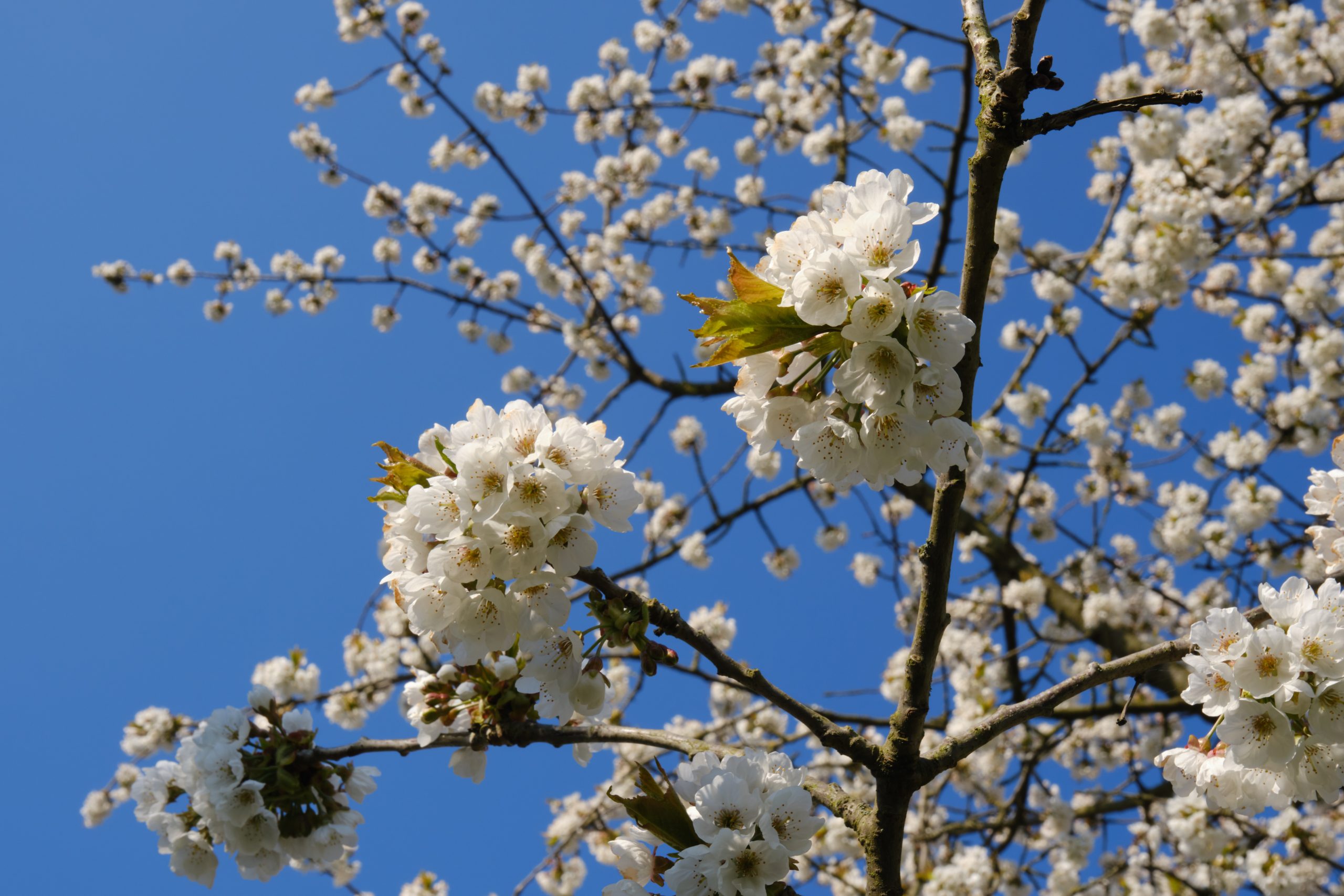 So. 03.05.2026 Happy Sunday - Das Sonntagsessen mit Familie & Freunden